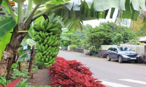 Zdjecie POLINEZJA FRANCUSKA / TAHITI / STOLICA PAPEETE / BANANY W STOLICY