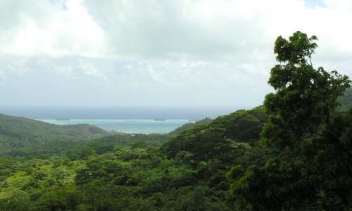 Zdjecie POLINEZJA FRANCUSKA / Bora - Bora / W gbi wyspy / Dzungla na Bora - Bora
