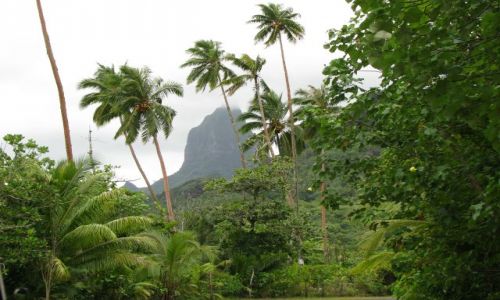 Zdjcie POLINEZJA FRANCUSKA / Wyspy Nawietrzne / Moorea / Centralna cz wyspy