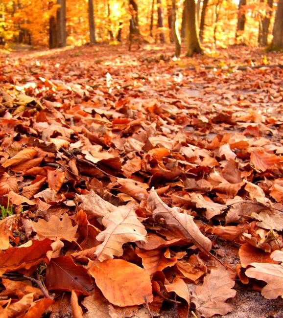 Zdjęcia: Gdynia, Trójmiejski Park Krajobrazowy, Pomorskie, Wspomnienie jesieni, POLSKA Zdjęcia: Gdynia, Trójmiejski Park Krajobrazowy, Pomorskie, Wspomnienie jesieni, POLSKA