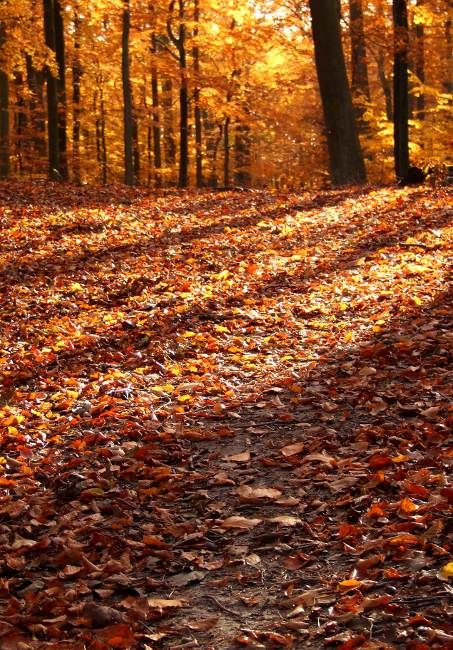 Zdjęcia: Gdynia, Trójmiejski Park Krajobrazowy, Pomorskie, Wspomnienie jesieni, POLSKA Zdjęcia: Gdynia, Trójmiejski Park Krajobrazowy, Pomorskie, Wspomnienie jesieni, POLSKA