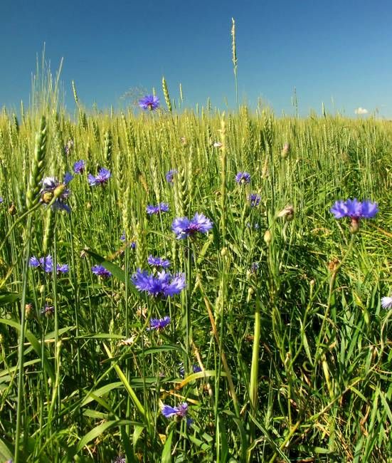 Zdjęcia: okolice Dąbrówna, Mazury, Latem pola dojrzewają, POLSKA Zdjęcia: okolice Dąbrówna, Mazury, Latem pola dojrzewają, POLSKA