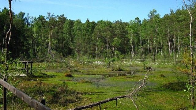 Zdjęcia: Mazowiecki Park Krajobrazowy, Mazowsze, Goździkowe Bagno, POLSKA Zdjęcia: Mazowiecki Park Krajobrazowy, Mazowsze, Goździkowe Bagno, POLSKA