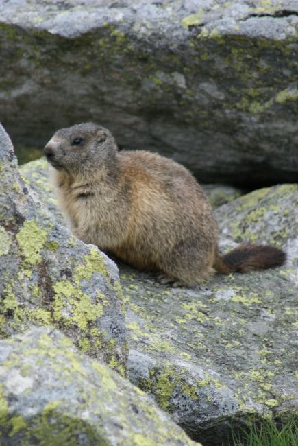 Zdjęcia: Dolina Pięciu Stawów Polskich, Tatry, Świstak pozuje, POLSKA Zdjęcia: Dolina Pięciu Stawów Polskich, Tatry, Świstak pozuje, POLSKA