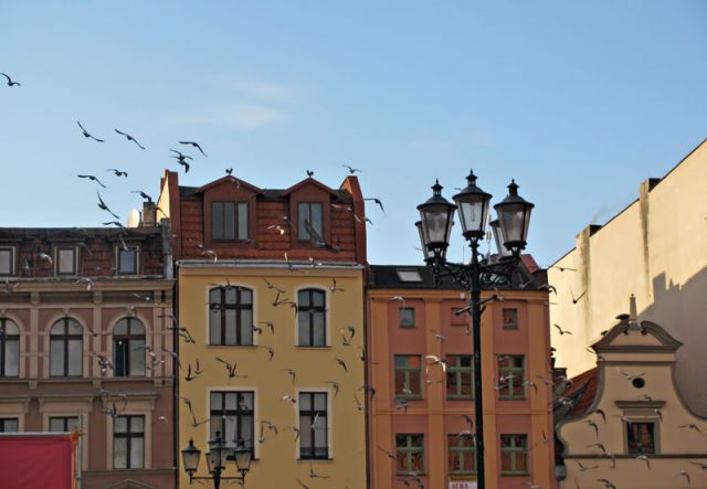 Zdjęcia: Toruń, kujawsko-pomorskie, Ptaki Hitchcocka, POLSKA Zdjęcia: Toruń, kujawsko-pomorskie, Ptaki Hitchcocka, POLSKA