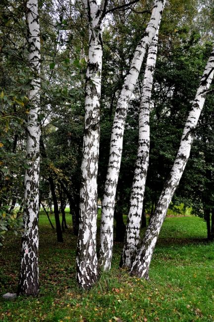 Zdjęcia: Gliwice, Gorny Śląsk, Baletnice, POLSKA Zdjęcia: Gliwice, Gorny Śląsk, Baletnice, POLSKA