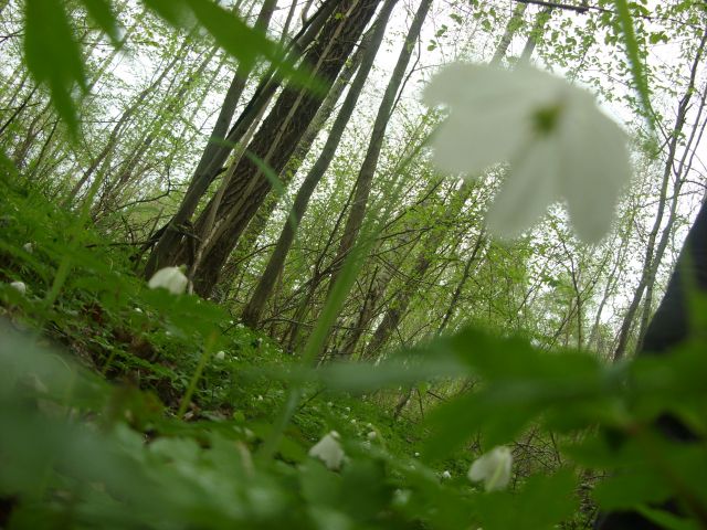 Zdjęcia: Mazury, Mazury, Zawilce, POLSKA Zdjęcia: Mazury, Mazury, Zawilce, POLSKA