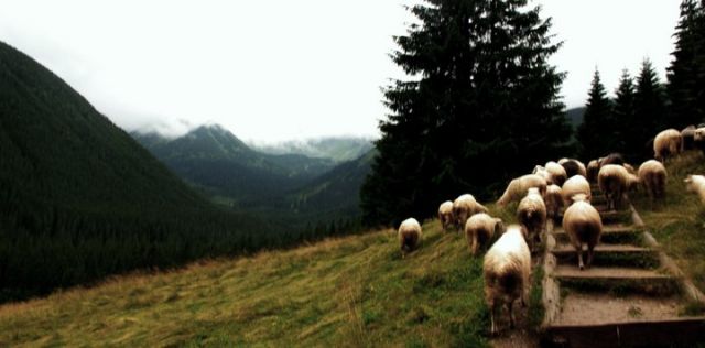 Zdjęcia: Tatry, Dolina Chochołowska, POLSKA Zdjęcia: Tatry, Dolina Chochołowska, POLSKA
