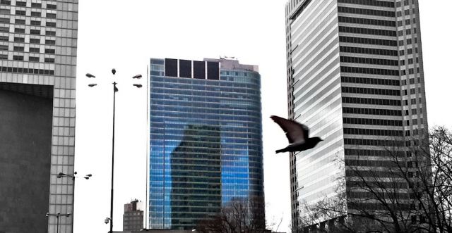 Zdjęcia: Warszawa, Nieproszony gość na pierwszym planie:), POLSKA Zdjęcia: Warszawa, Nieproszony gość na pierwszym planie:), POLSKA