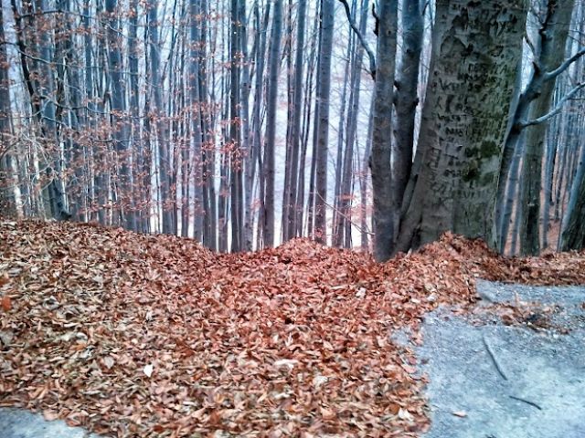 Zdjęcia: Bieszczady, Grudzień w Bieszczadach, POLSKA Zdjęcia: Bieszczady, Grudzień w Bieszczadach, POLSKA