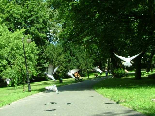 Zdjęcia: Sołacz-Poznań, W locie , POLSKA Zdjęcia: Sołacz-Poznań, W locie , POLSKA