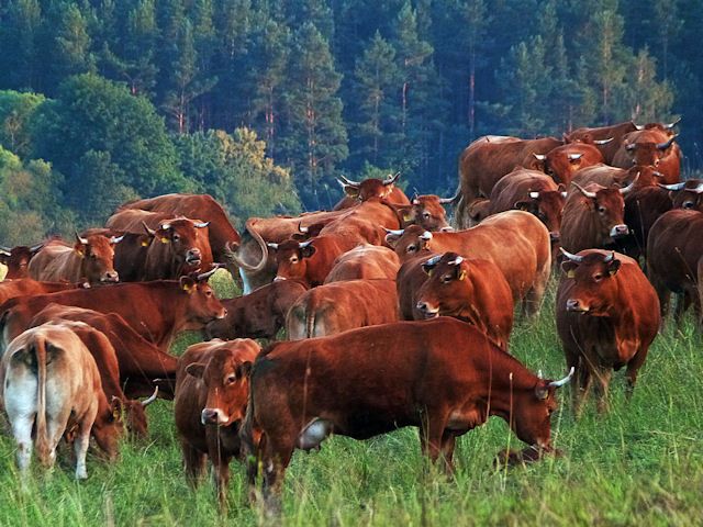 Zdjęcia: ....., Mazury, Milki z Mazur;), POLSKA Zdjęcia: ....., Mazury, Milki z Mazur;), POLSKA