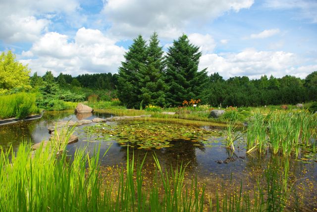 Zdjęcia: Powsin, Ogród Botaniczny., Mazowsze, Ogród Botaniczny., POLSKA Zdjęcia: Powsin, Ogród Botaniczny., Mazowsze, Ogród Botaniczny., POLSKA