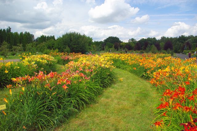 Zdjęcia: Powsin, Ogród Botaniczny., Mazowsze, Ogród Botaniczny., POLSKA Zdjęcia: Powsin, Ogród Botaniczny., Mazowsze, Ogród Botaniczny., POLSKA
