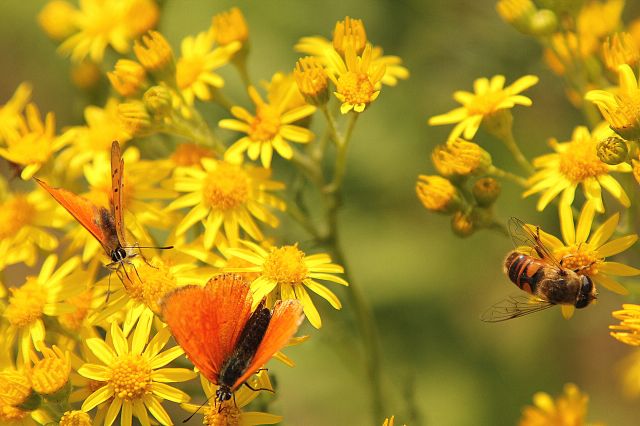 Zdjęcia: Sewerynówka, lubelskie, Troche lata..., POLSKA Zdjęcia: Sewerynówka, lubelskie, Troche lata..., POLSKA