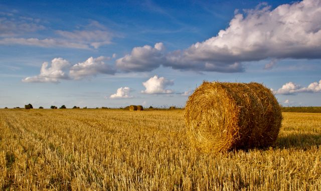 Zdjęcia: Kalisz, WIELKOPOLSKA, Po żniwach., POLSKA Zdjęcia: Kalisz, WIELKOPOLSKA, Po żniwach., POLSKA