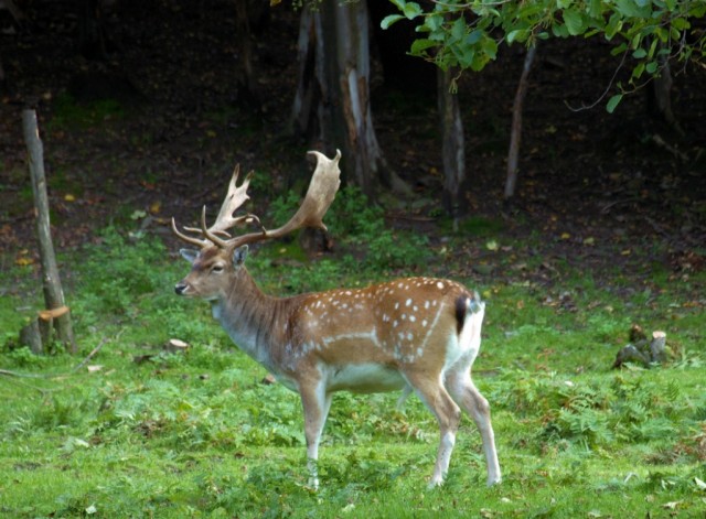 Zdjęcia Nizina Śląska, Nizina Śląska, Dama dama, POLSKA