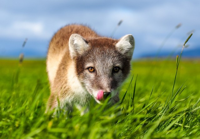 Zdj cia: ---, ---, Polar Fox, POLSKA