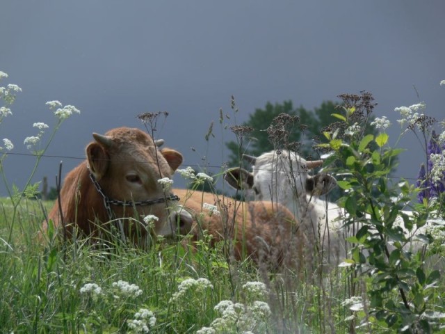 Zdj cia: Gołdap, Puszcza Romincka, krowa, POLSKA Zdj cia: Gołdap, Puszcza Romincka, krowa, POLSKA