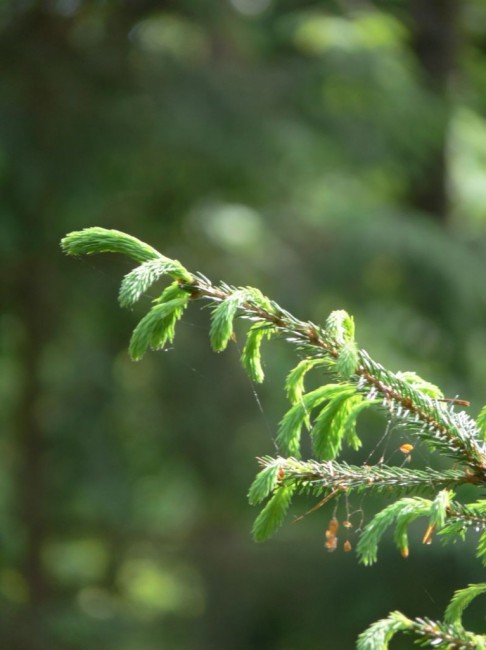 Zdj cia: Gołdap, Puszcza Romincka, las, POLSKA Zdj cia: Gołdap, Puszcza Romincka, las, POLSKA