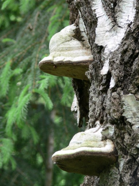 Zdj cia: Gołdap, Puszcza Romincka, huba, POLSKA Zdj cia: Gołdap, Puszcza Romincka, huba, POLSKA