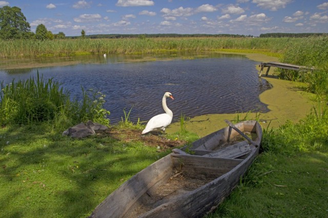 Zdj cia: , , Narwiaski Park Narodowy/Adobe Stock, POLSKA