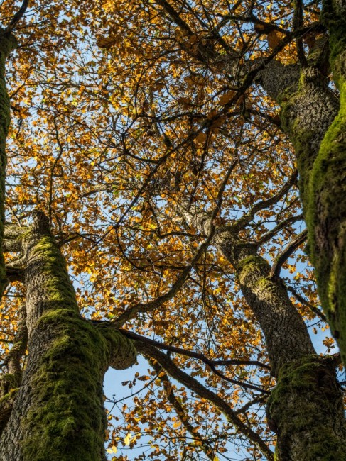 Zdjęcia Puszcza Białowieska, województwo podlaskie, Miejsce Mocy, POLSKA