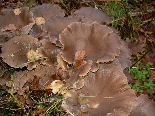 Zdjęcia: Puszcza Augustowska, Suwalszczyzna, listopadowe grzyby, POLSKA Zdjęcia: Puszcza Augustowska, Suwalszczyzna, listopadowe grzyby, POLSKA