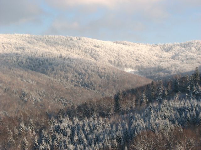 Zdjęcia: Kocierz 879 m n.p.m, Beskid Mały, las, POLSKA Zdjęcia: Kocierz 879 m n.p.m, Beskid Mały, las, POLSKA