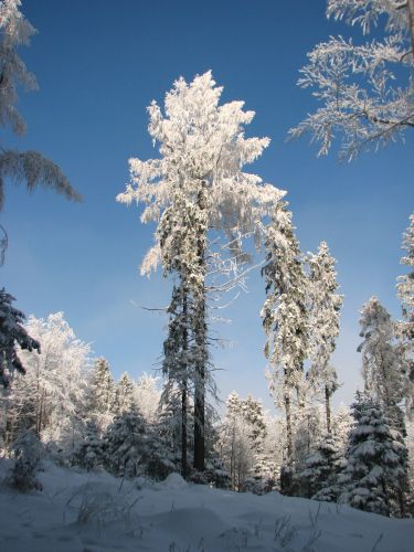 Zdjęcia: szlak na Leskowiec, Beskid Mały, drzewko, POLSKA Zdjęcia: szlak na Leskowiec, Beskid Mały, drzewko, POLSKA