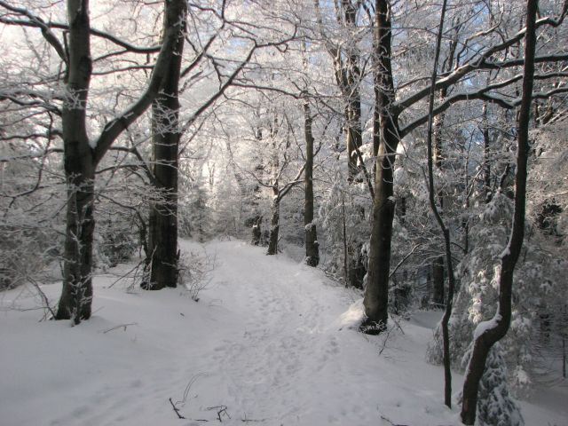 Zdjęcia: szlak na Leskowiec, Beskid Mały, lasek, POLSKA Zdjęcia: szlak na Leskowiec, Beskid Mały, lasek, POLSKA