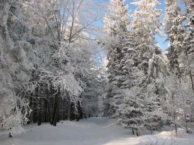 Zdjęcia: szlak na Leskowiec, Beskid Mały, las, POLSKA Zdjęcia: szlak na Leskowiec, Beskid Mały, las, POLSKA
