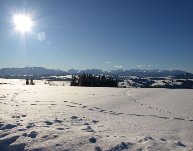 Zdjęcia: Czerwienne k/Zakopanego , Tatry, Polska Zima, POLSKA Zdjęcia: Czerwienne k/Zakopanego , Tatry, Polska Zima, POLSKA