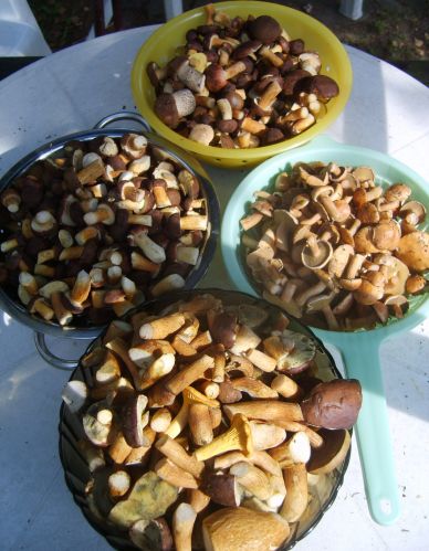 Zdjęcia: jak zwykle, jak zwykle, Oczyszczone - ale nie borowiki, POLSKA Zdjęcia: jak zwykle, jak zwykle, Oczyszczone - ale nie borowiki, POLSKA