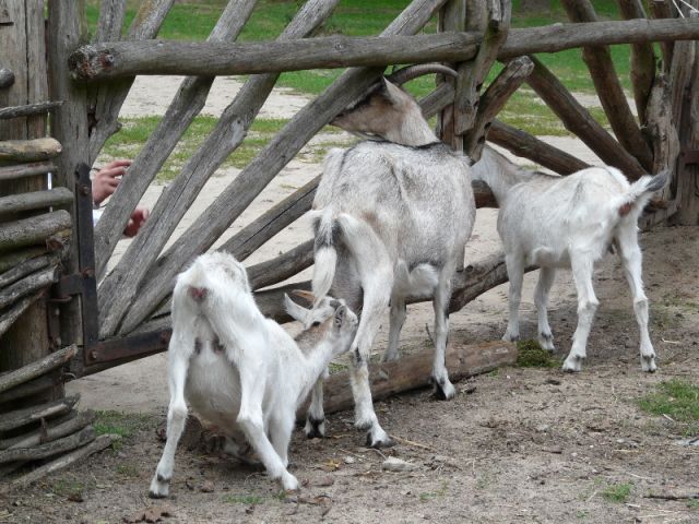 Zdjęcia: Biskupin, kujawsko-pomor, Pij Mleko!!!, POLSKA Zdjęcia: Biskupin, kujawsko-pomor, Pij Mleko!!!, POLSKA