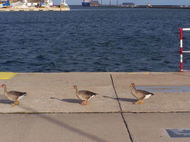 Zdjęcia: Gdynia, Wszędzie są kaczki ;), POLSKA Zdjęcia: Gdynia, Wszędzie są kaczki ;), POLSKA