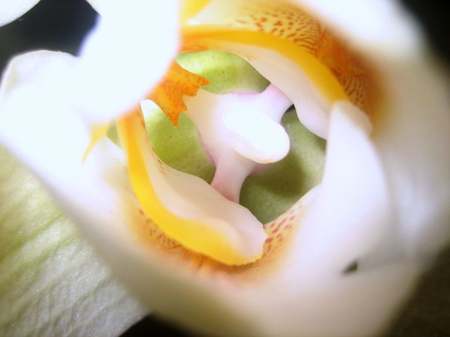 Zdjęcia: dom, Łódzkie, orchidea 1, POLSKA Zdjęcia: dom, Łódzkie, orchidea 1, POLSKA
