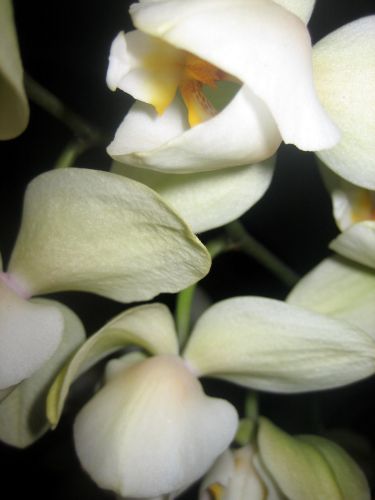 Zdjęcia: dom, Łódzkie, orchidea 2, POLSKA Zdjęcia: dom, Łódzkie, orchidea 2, POLSKA