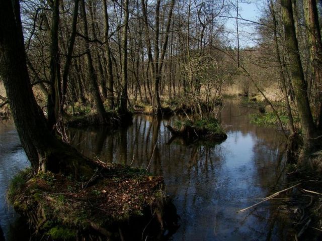 Zdjęcia: Sepolanski Park Krajobrazowy, pomorski, rozlewiska , POLSKA Zdjęcia: Sepolanski Park Krajobrazowy, pomorski, rozlewiska , POLSKA