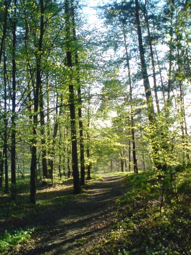 Zdjęcia: urocze, Świętokrzyskie, W lasku, POLSKA Zdjęcia: urocze, Świętokrzyskie, W lasku, POLSKA