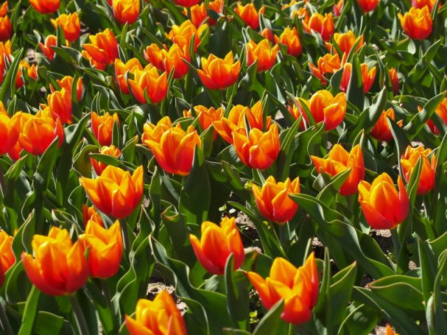 Zdjęcia: Ogród botaniczny w Łodzi., łódzkie, Dwa kolory ., POLSKA Zdjęcia: Ogród botaniczny w Łodzi., łódzkie, Dwa kolory ., POLSKA