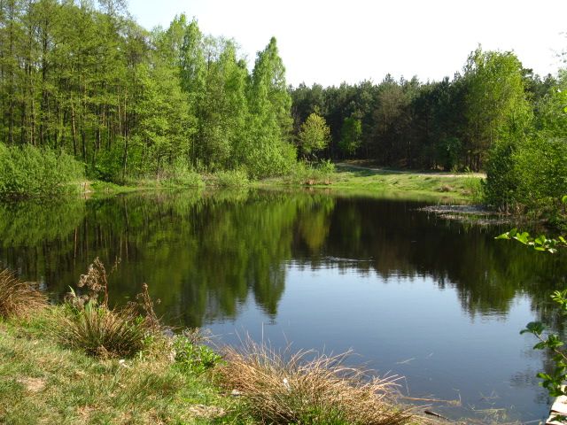 Zdjęcia: Mazowiecki Park Krajobrazowy, Mazowsze, Żółwi Staw, POLSKA Zdjęcia: Mazowiecki Park Krajobrazowy, Mazowsze, Żółwi Staw, POLSKA