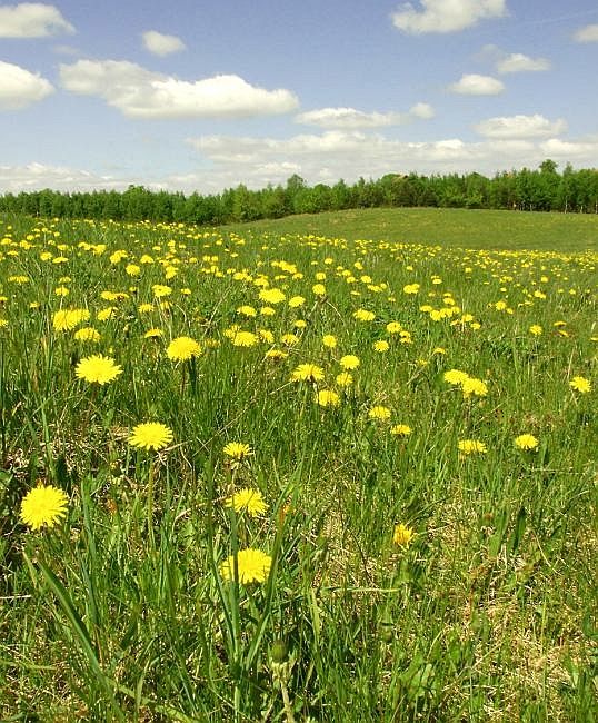 Zdjęcia: Zawady k/Olsztynka, warmińsko-mazurskie, Łąka umajona:)), POLSKA Zdjęcia: Zawady k/Olsztynka, warmińsko-mazurskie, Łąka umajona:)), POLSKA