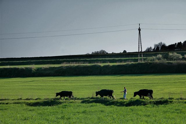 Zdjęcia: okolice Miechowa, małopolska, polska wieś - "gęsiego" :), POLSKA Zdjęcia: okolice Miechowa, małopolska, polska wieś - "gęsiego" :), POLSKA