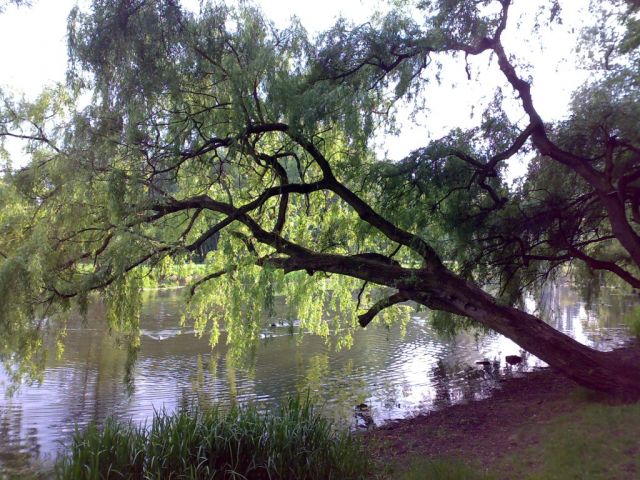 Zdjęcia: park w Toruniu, Kujawy, nad wodą, POLSKA Zdjęcia: park w Toruniu, Kujawy, nad wodą, POLSKA