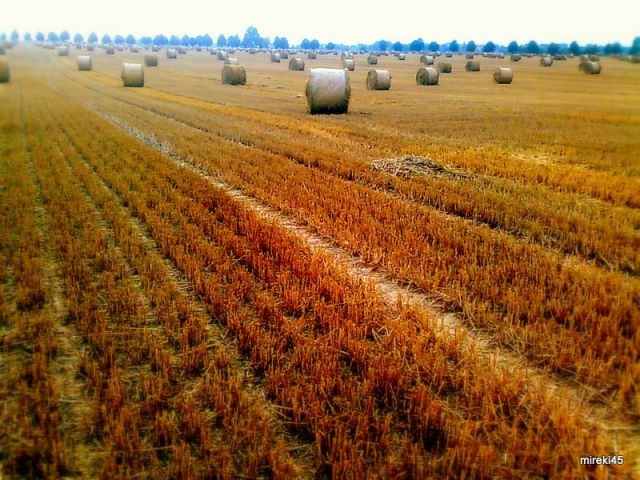 Zdjęcia: Strzyżno, zach.pomorskie, po żniwach, POLSKA Zdjęcia: Strzyżno, zach.pomorskie, po żniwach, POLSKA