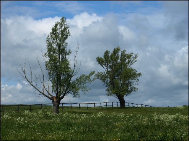 Zdjęcia: Okolice Galin, Warmia i Mazury, w sumie to nie samotnie, POLSKA Zdjęcia: Okolice Galin, Warmia i Mazury, w sumie to nie samotnie, POLSKA