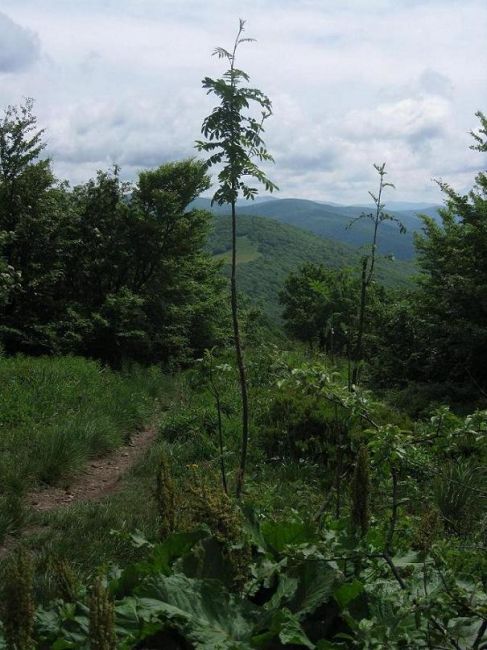 Zdjęcia: Bieszczady, Na szlaku, POLSKA Zdjęcia: Bieszczady, Na szlaku, POLSKA