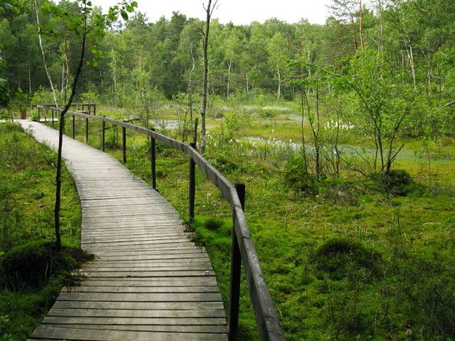 Zdjęcia: Mazowiecki Park Krajobrazowy, Mazowsze, Goździkowe Bagno, POLSKA Zdjęcia: Mazowiecki Park Krajobrazowy, Mazowsze, Goździkowe Bagno, POLSKA