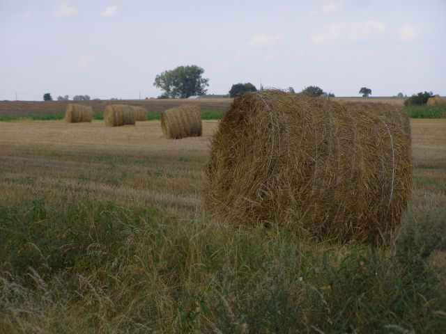 Zdjęcia: powiat Radziejów, kujawsko-pomorskie, rolki, POLSKA Zdjęcia: powiat Radziejów, kujawsko-pomorskie, rolki, POLSKA